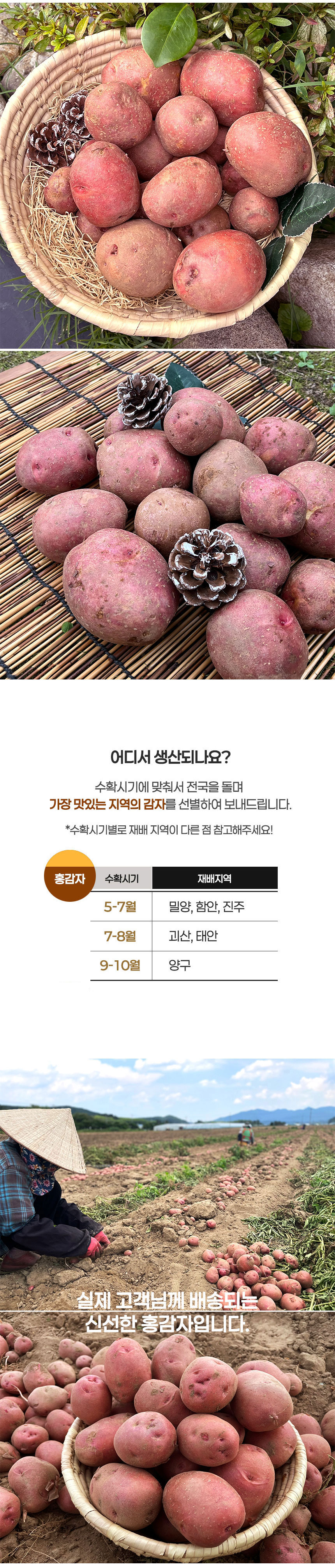 감자,홍감자,포슬감자,유색감자,레드포테이토,카스테라감자