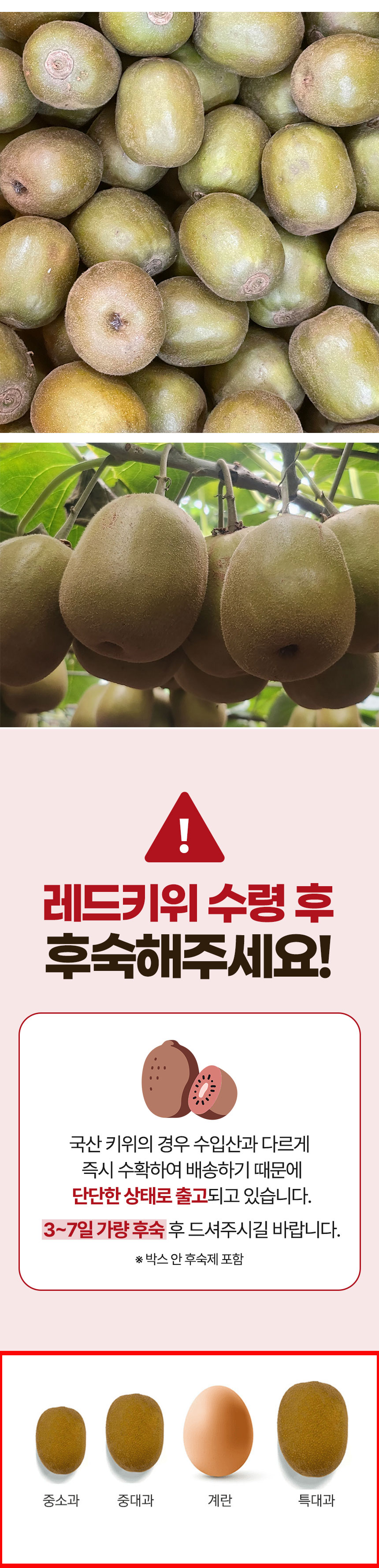 레드키위,제주키위,키위,키위에이드,제철과일,키위쥬스,후숙과일,제주도키위