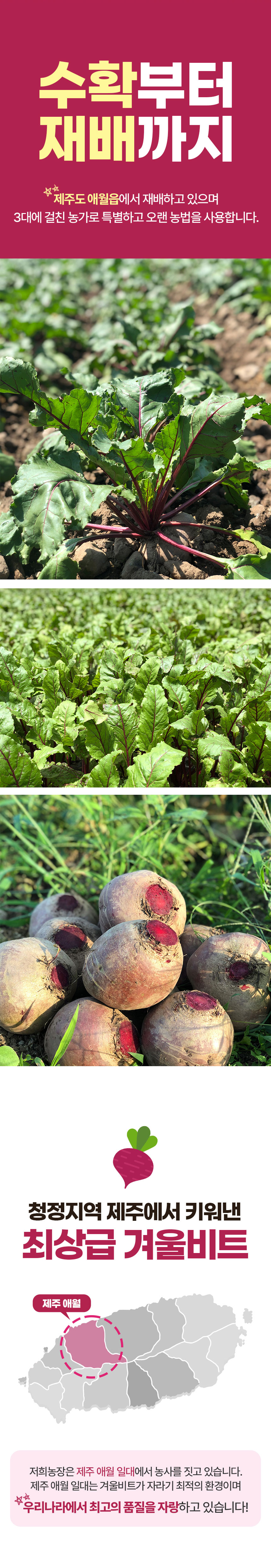 레드비트,제주비트,웰빙채소,비트,겨울비트,신선한비트,청정지역,제주도비트,ABC쥬스