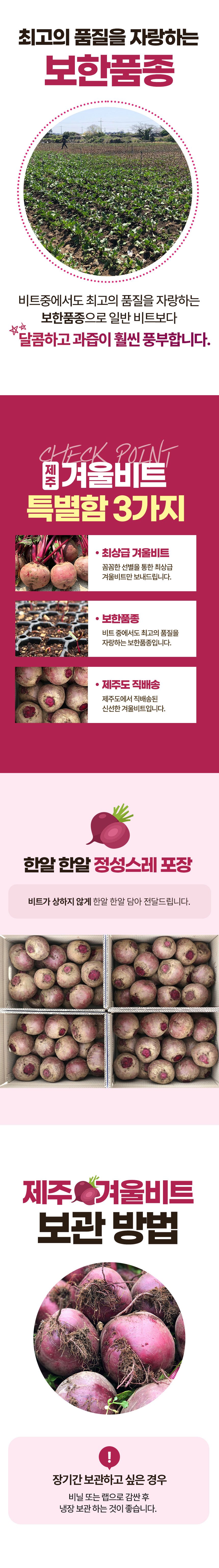 레드비트,제주비트,웰빙채소,비트,겨울비트,신선한비트,청정지역,제주도비트,ABC쥬스