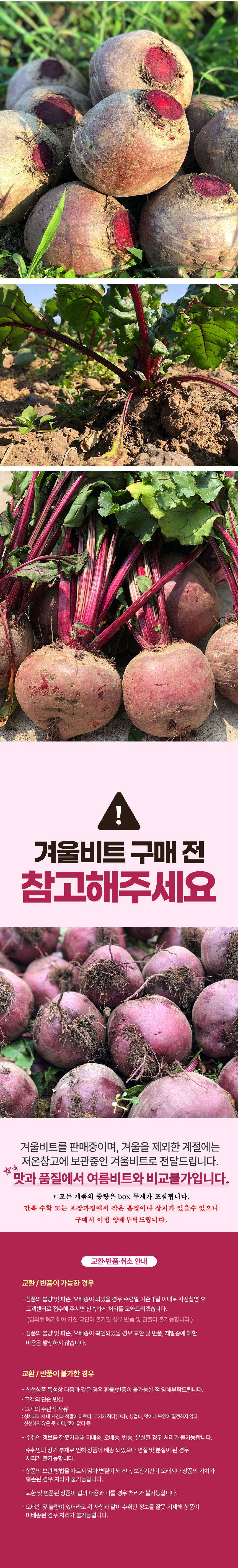 레드비트,제주비트,웰빙채소,비트,겨울비트,신선한비트,청정지역,제주도비트,ABC쥬스