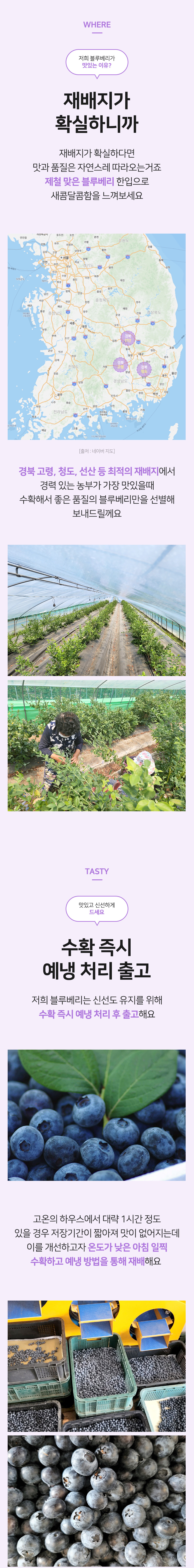 블루베리,생블루베리,국산블루베리,국산생블루베리,블루베리생과,신선과일,블루베리중과,블루베리대과