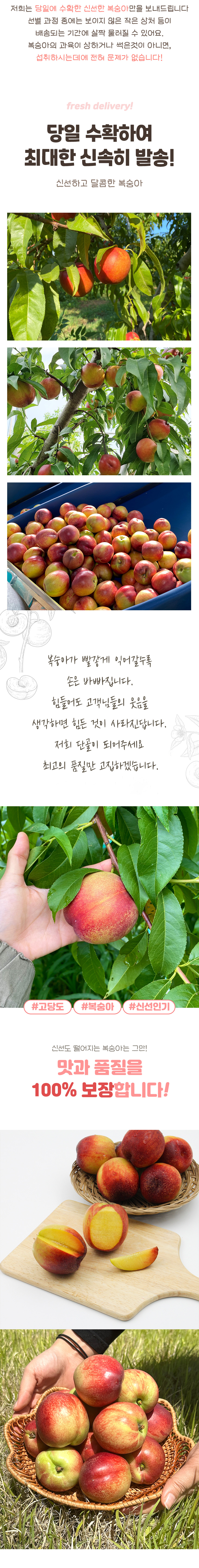 과일,복숭아,신선복숭아,신비복숭아,고당도복숭아,로얄복숭아,가정용복숭아,복숭아제철