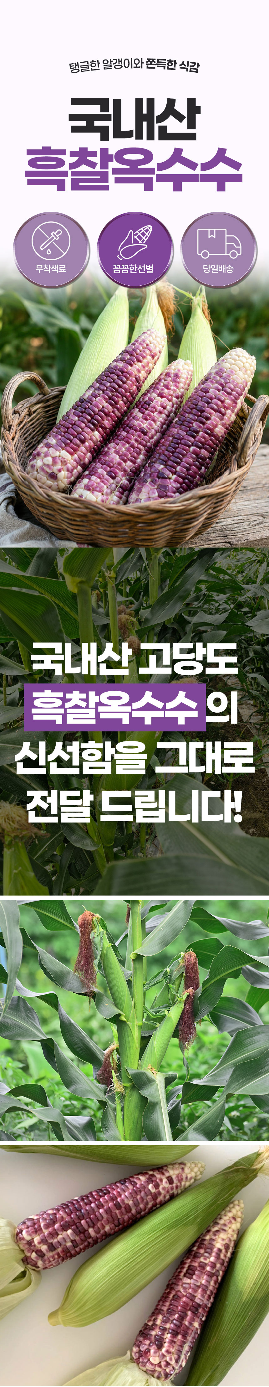 옥수수,흑찰옥수수,찰옥수수,영양간식,어린이간식,국내산찰옥수수,특품옥수수,산지직송옥수수