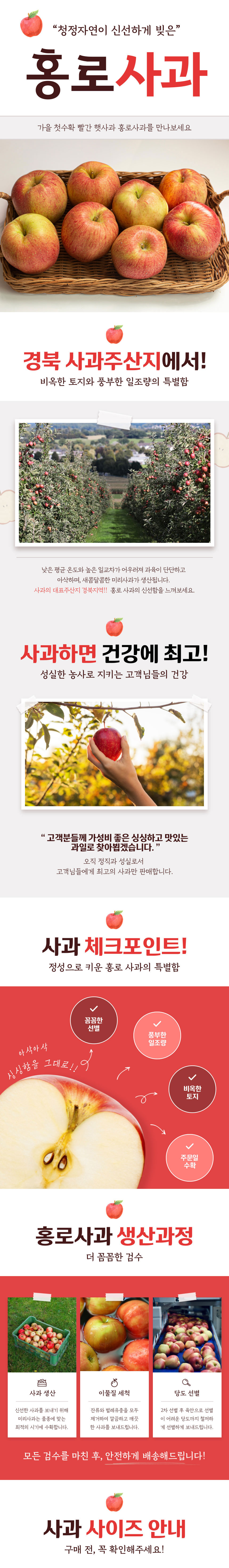 사과,제철사과,과일,가을사과,감홍사과,꿀사과,햇사과,가정용사과