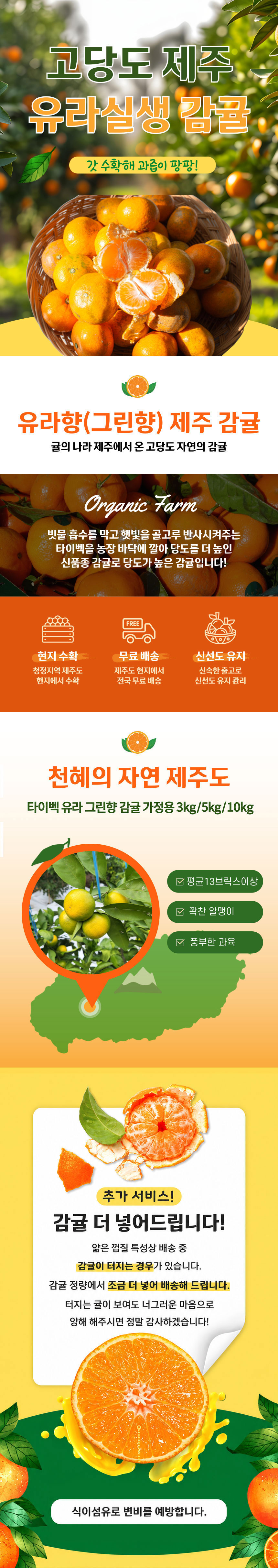 제주감귤,생귤,유라실생,유라실생감귤,제철감귤,감귤,귤